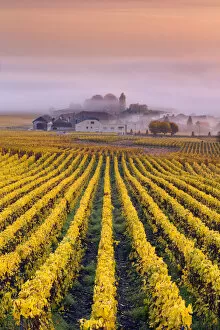 Vineyards in the mist, Mesnil sur Oger, Champagne Ardenne, France