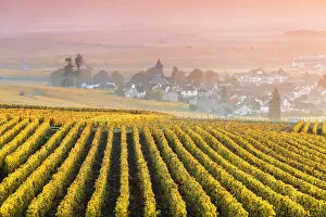 Images Dated 7th December 2015: Vineyards in the mist at sunrise, Oger, Champagne Ardenne, France