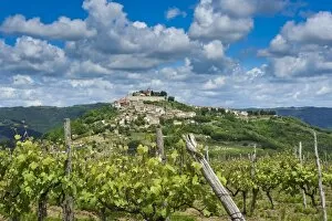 Images Dated 28th May 2013: Vineyards, Motovun, Istria, Croatia