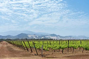 Ica Region Prints: Vineyards against mountains, Vista Alegre winery