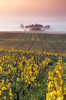 Images Dated 7th December 2015: Vineyards near Aloxe Corton at sunrise, Cote d Or, Burgundy, France