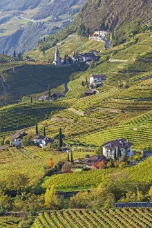 Images Dated 8th March 2013: Vineyards near Bolzano, Trentino-Alto Adige / South Tirol, Italy