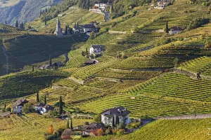 Images Dated 8th March 2013: Vineyards near Bolzano, Trentino-Alto Adige / South Tirol, Italy