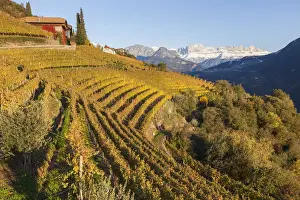Vineyards near Bolzano, Trentino-Alto Adige / South Tirol, Italy