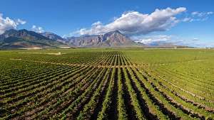 Cape Winelands Prints: Vineyards near Breede River, Western Cape, South Africa