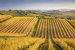 Vineyards near Castellina in Chianti during autumn season