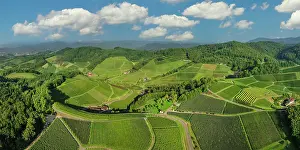 Durbach Prints: Vineyards near Durbach, Black Forest, Baden-Wurttemberg, Germany