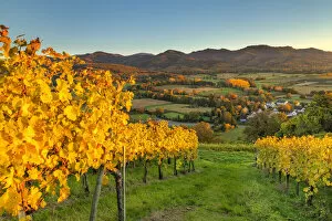 Vineyards near Ehrenstetten, Markgrafler Land, Black Forest, Baden-Wurttemberg, Germany