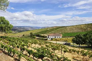 Vineyards near Sao Joao da Pesqueira during the grapes harvest