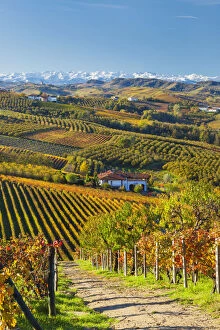 Images Dated 2013 March: Vineyards, nr Alba, Langhe, Piedmont (or Piemonte or Piedmonte), Italy