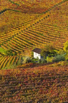Images Dated 8th March 2013: Vineyards, nr Alba, Langhe, Piedmont (or Piemonte or Piedmonte), Italy