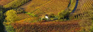 Vineyards, nr Alba, Langhe, Piedmont (or Piemonte or Piedmonte), Italy