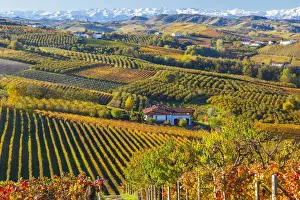 Vineyards, nr Alba, Langhe, Piedmont (or Piemonte or Piedmonte), Italy