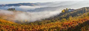 Vineyards, nr Alba, Langhe, Piedmont (or Piemonte or Piedmonte), Italy