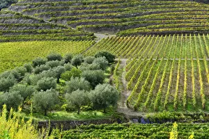 Vineyards and olive groves at Vila Nova de Foz Coa. Alto Douro