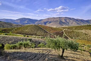 Images Dated 10th November 2020: Vineyards and olive trees, the main crops around Barca d Alva, Alto Douro