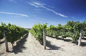 Images Dated 11th March 2011: Vineyards in Picardy winery, Pemberton, Western Australia, Australia