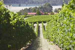 Vineyards in Picardy winery, Pemberton, Western Australia, Australia