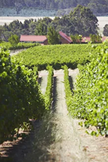 Vineyards of Picardy winery, Pemberton, Western Australia, Australia