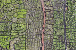 Straight Down Prints: Vineyards at Pico Island, Azores, Portugal