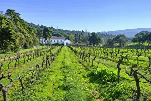 Viniculture Prints: Vineyards at Quinta de Alcube, a farm with the Solar do Morgado de Alcube
