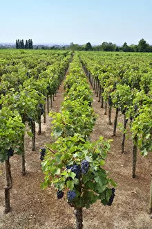 Images Dated 17th February 2016: Vineyards at Quinta da Bacalhoa. Azeitao, Portugal