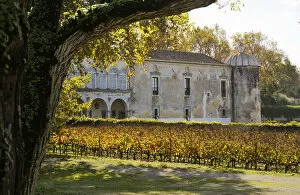 Vineyards of the Quinta da Bacalhoa estate, that dates back to the XV century. Azeitao