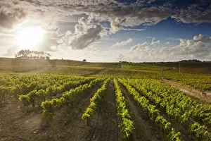 Images Dated 5th January 2015: Vineyards of Quinta do Encontro at Bairrada wine region. Sao Lourenco do Bairro, Portugal