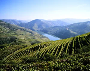 Port Wine Prints: Vineyards at the Quinta do Infantado, Pinhao, on the Douro region, the origin of