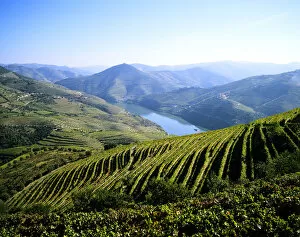 Vineyards at the Quinta do Infantado, Pinhao, on the Douro region, the origin of the