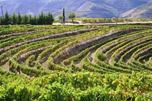 Images Dated 10th November 2020: Vineyards at Quinta do Silva. Vale Mendiz, Alto Douro. A UNESCO World Heritage Site. Portugal