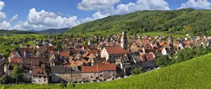 Vineyards around Riquewhir; Alsace, Alsatian Wine Route, Haut-Rhin, France
