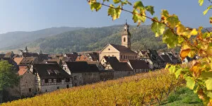 Images Dated 26th November 2021: Vineyards around Riquewhir in autumn; Alsace, Alsatian Wine Route, Haut-Rhin, France