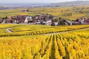 Images Dated 12th October 2015: Vineyards, Riquewihr, Alsace, France
