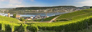 Images Dated 17th July 2018: Vineyards and River Rhine, Rudesheim, Rhineland-Palatinate, Germany
