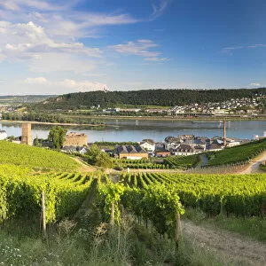 Images Dated 17th July 2018: Vineyards and River Rhine, Rudesheim, Rhineland-Palatinate, Germany
