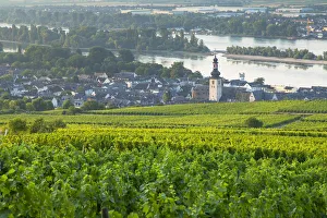 Vineyards and River Rhine, Rudesheim, Rhineland-Palatinate, Germany