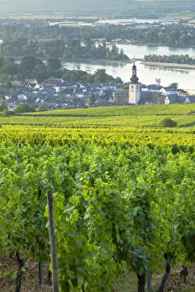 Vineyards and River Rhine, Rudesheim, Rhineland-Palatinate, Germany