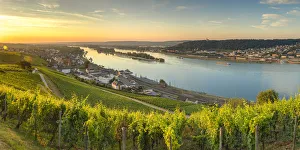 Images Dated 17th July 2018: Vineyards and River Rhine at sunrise, Rudesheim, Rhineland-Palatinate, Germany