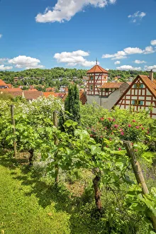 Taubertal Prints: Vineyards and rose garden from the Romschloessle in Creglingen