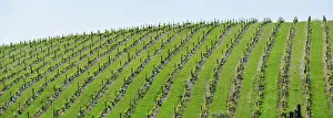 Images Dated 15th August 2011: Vineyards in Sao Joao da Pesqueira. Douro region, Portugal