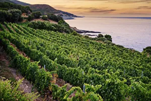 Corsica Prints: Vineyards by the sea at sunset, Corsica, France