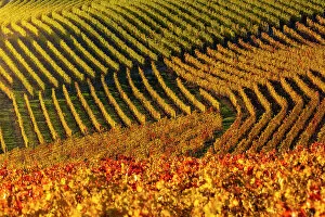 Images Dated 27th February 2023: Vineyards around Serralunga D‚AoAlba at sunset during autumn, Cuneo, Langhe and Roero, Piedmont