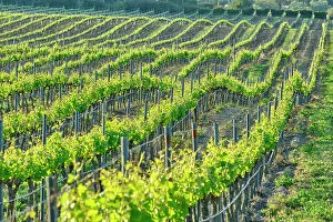 Images Dated 9th January 2023: Vineyards in Spring. Fernao Po, one of the best terroir in the Palmela region. Portugal