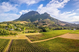 Cape Winelands Prints: Vineyards of Stellenbosch & Simonsberg Mountain, Western Cape, South Africa