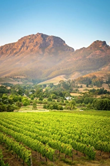Cape Winelands Prints: Vineyards of Stellenbosch & Simonsberg Mountain, Western Cape, South Africa