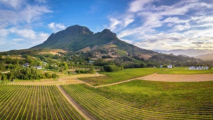 Cape Winelands Prints: Vineyards of Stellenbosch & Simonsberg Mountain, Western Cape, South Africa