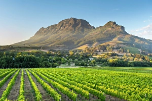 Cape Winelands Prints: Vineyards of Stellenbosch & Simonsberg Mountain, Western Cape, South Africa