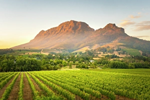 Cape Winelands Prints: Vineyards of Stellenbosch & Simonsberg Mountain, Western Cape, South Africa