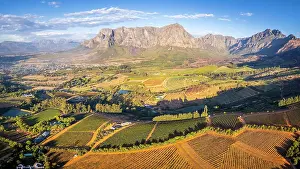 Cape Winelands Prints: Vineyards of Stellenbosch, Western Cape, South Africa